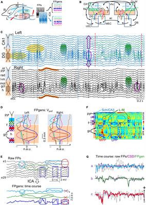 Uncorrelated bilateral cortical input becomes timed across hippocampal subfields for long waves whereas gamma waves are largely ipsilateral